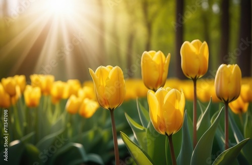 Yellow tulips background. Tulips place for text