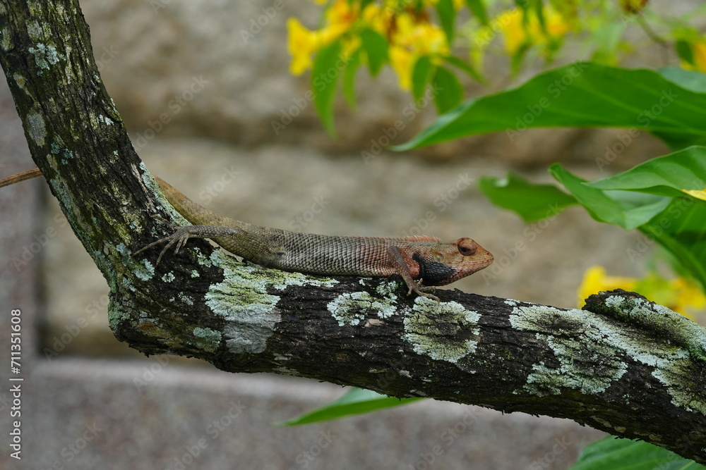 Naklejka premium The Oriental Garden Lizard (Calotes versicolor), also known as the Changeable Lizard or Indian Garden Lizard, is a species of agamid lizard found in many parts of Asia, particularly in South.|变色树蜥