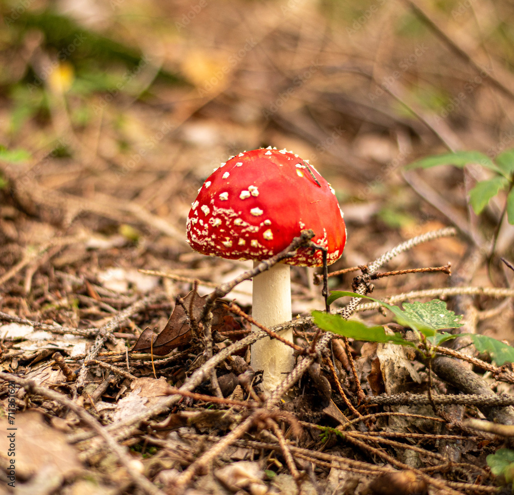 Red toadstool Red toadstool