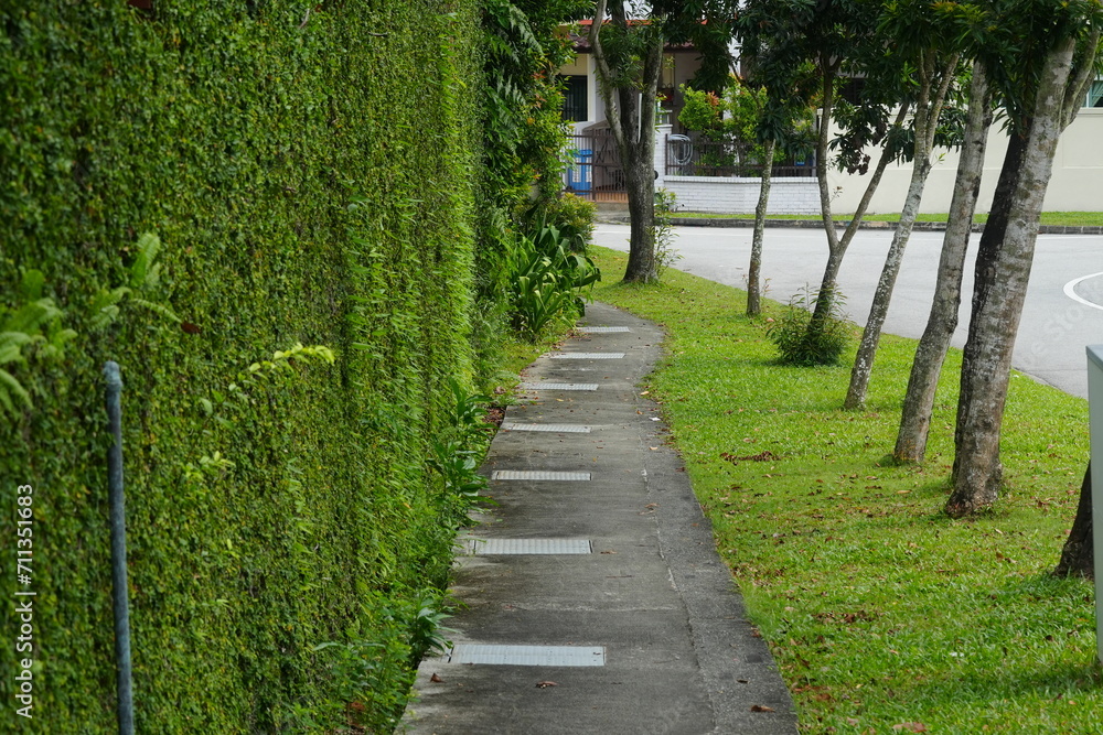 path in the garden