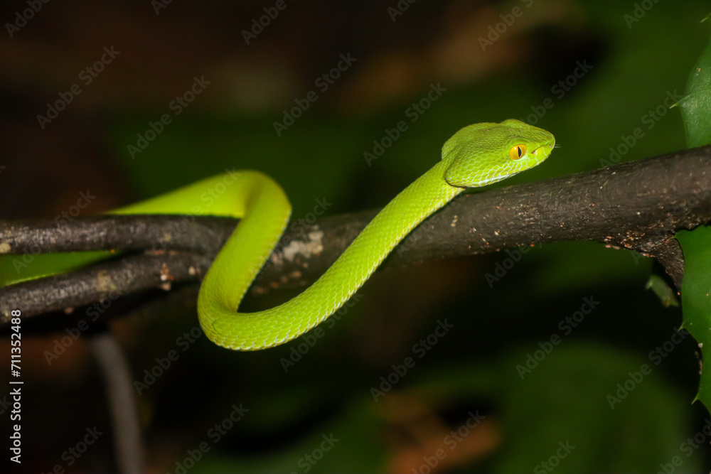 Large-eyed pit viper (Trimeresurus macrops) Large-eyed pit viper (Trimeresurus macrops)