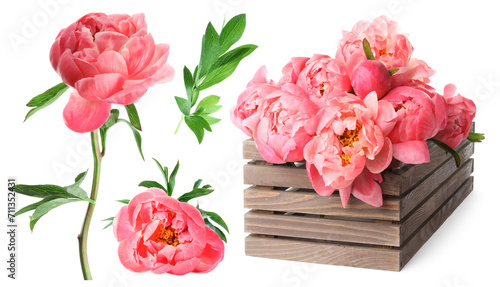 Fototapeta Naklejka Na Ścianę i Meble -  Beautiful coral peonies with green leaves isolated on white, collection