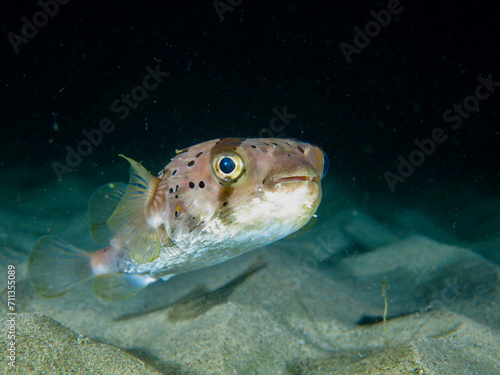 A fish on a sandy bottom underwater. A Pufferfish swims over a sandy bottom underwater at night.