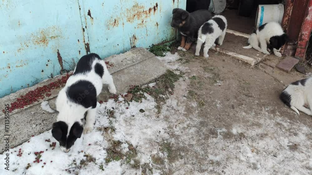 Vidéo Stock puppies eat food. homeless puppies. Abandoned puppies