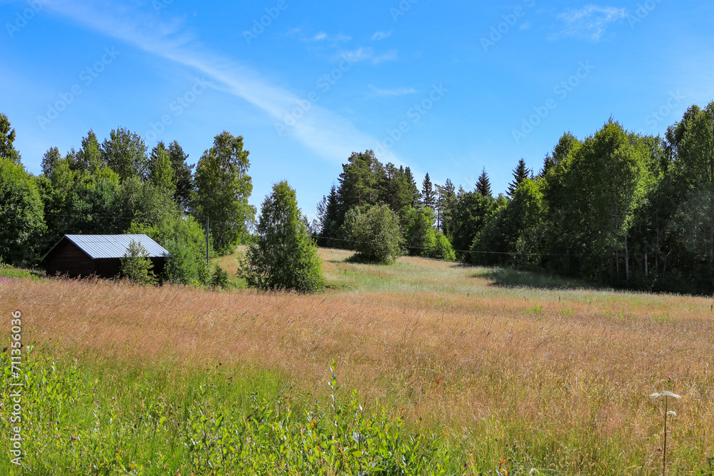 Summer meadow on the Swedish country side