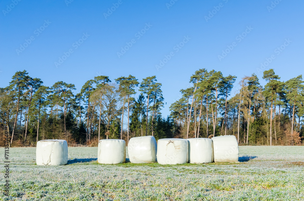 Hay bales wrapped in plastic in an agricultural field in the rural countryside near a forest Hay bales wrapped in plastic in an agricultural field in the rural countryside near a forest