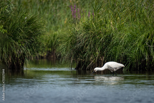 A spoonbill standing in a river in Briere Nature Park