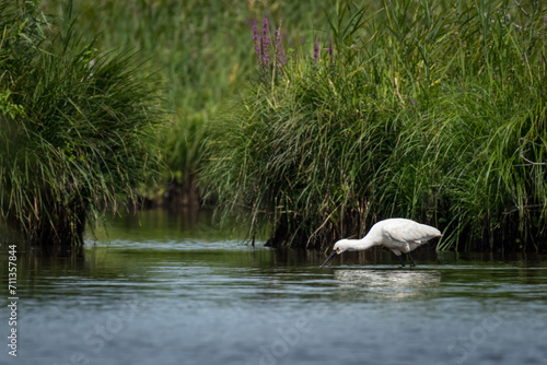 A spoonbill standing in a river in Briere Nature Park