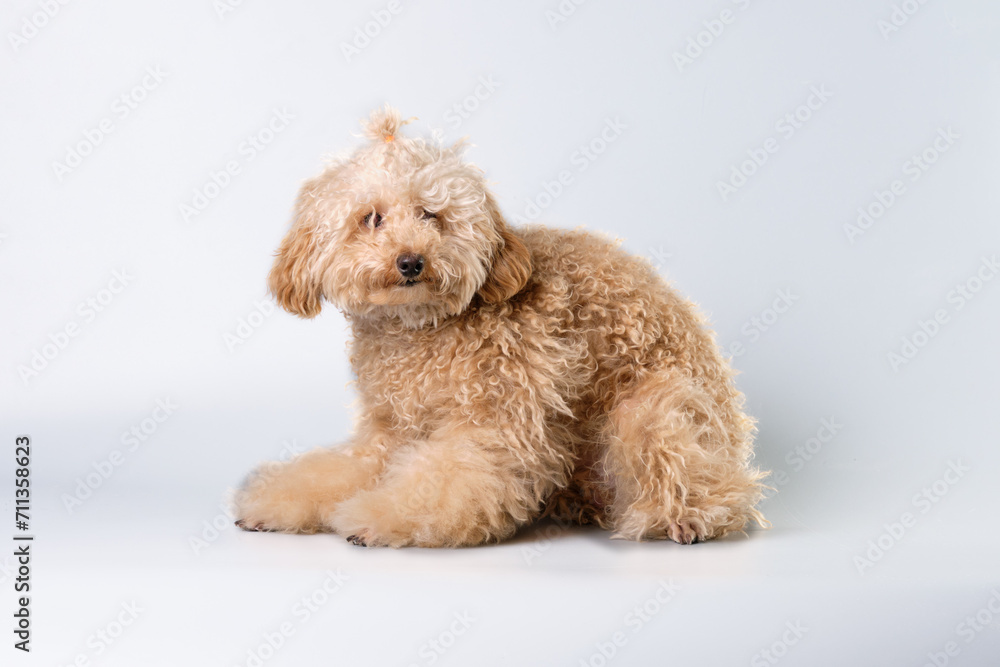 Apricot poodle puppy with lots of hair on a gray background