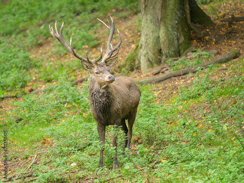 A stag in a park in autumn