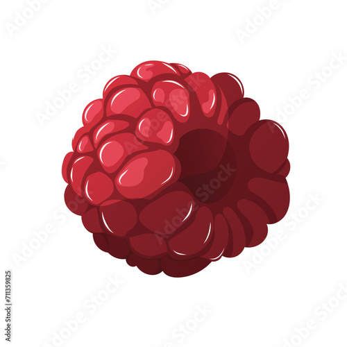 Isolated realistic raspberry on white background.Vector eps10.