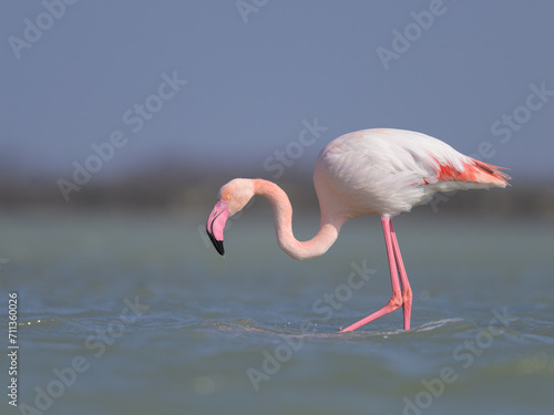 A Greater Flamingo walking in the water looking for food