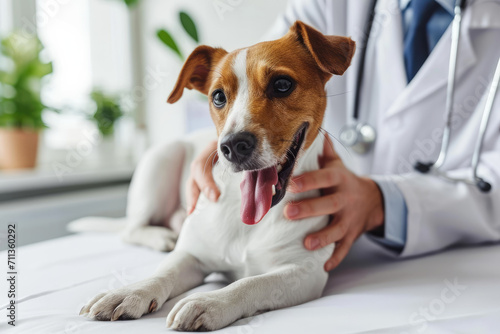 The female veterinarian is examining the pet dog © Kien