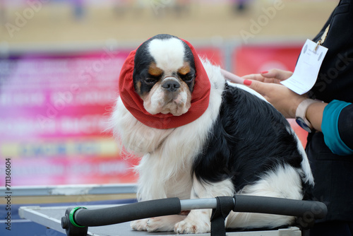 Cute cavalier King Charles spaniel spaniel with a cap on his head on the grooming table