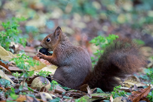Squirrel eating a nut in autumn
