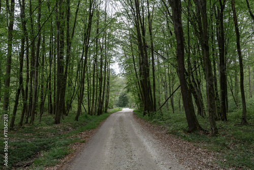 A scenic landscape of a road in the forest with trees on each side of the way.