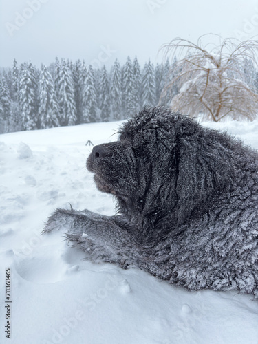 snowy New foundland dog on an icy winterday photo