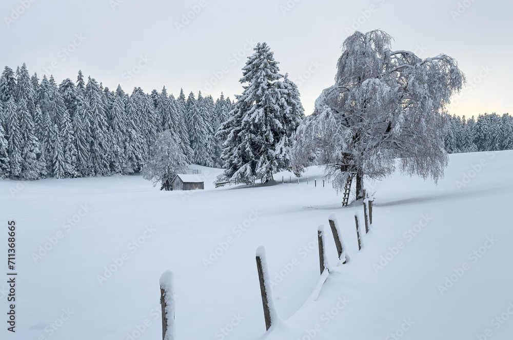 Fototapeta premium tranquil snowy winter landscape in the Bregenz forest Mountains, Vorarlberg, Austria