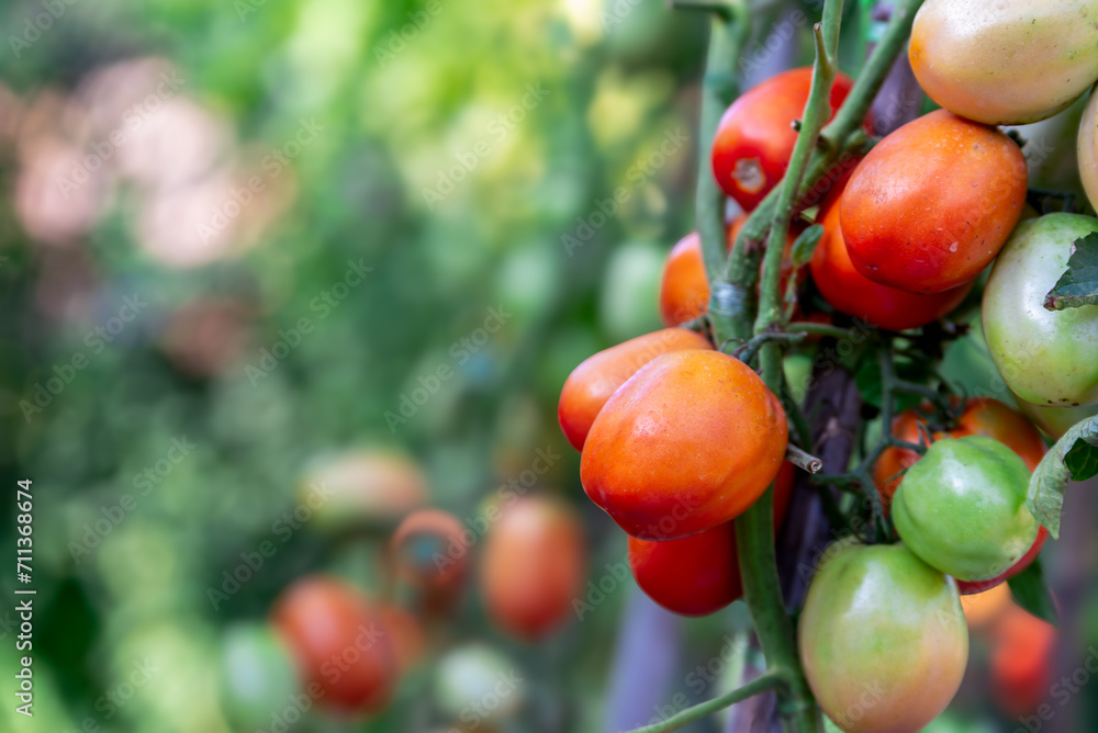 Bunch of tomatoes on tomato tree in organic vegetable garden, Roma tomato plants in greenhouse.