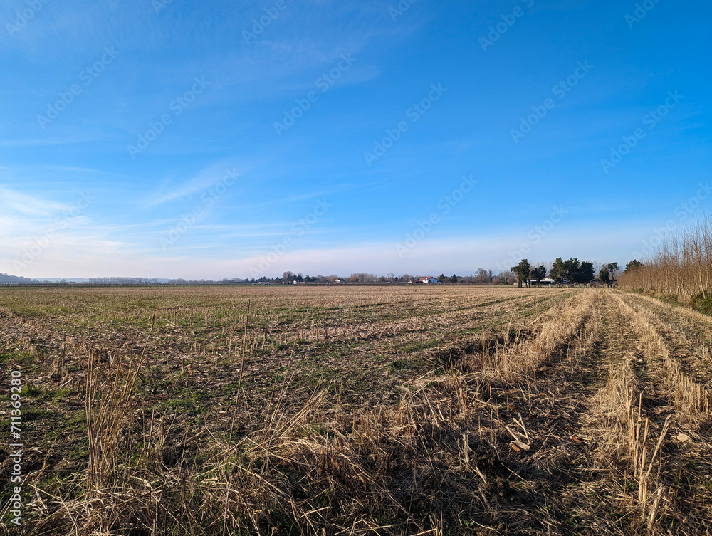 O ciclo da colheita: Paisagem rural com um campo agrícola e restoa das canas secas na fazenda