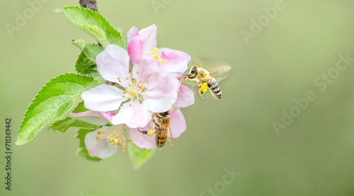 Flying honey bee collecting bee pollen from apple blossom. Bee collecting honey.