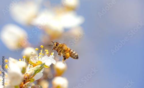 Flying honey bee collecting pollen from tree blossom. Bee in flight over spring background.