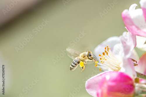 Flying honey bee collecting bee pollen from apple blossom. Bee collecting honey.