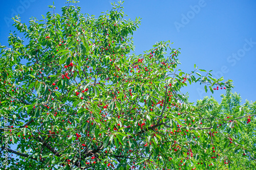 Cherry tree against the backdrop of the blue sky