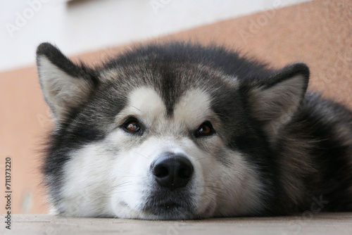 A dog of the Malamute breed lies resting. Close-up of a dog's muzzle