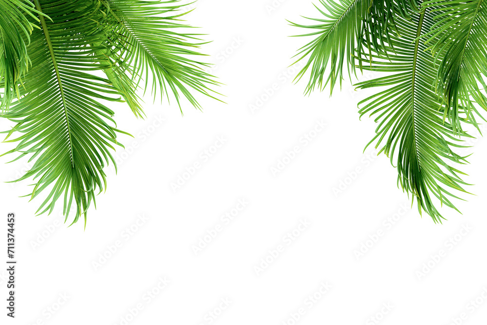 Palm leaves isolated on white	
 - obrazy, fototapety, plakaty 