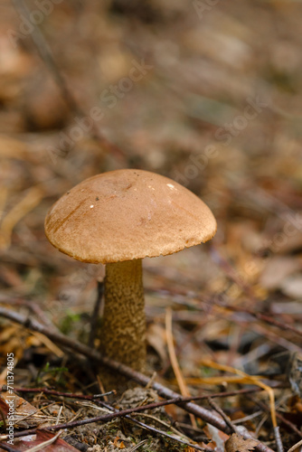 In the forest grows a magnificent mushroom podberezovik. Forest mushrooms © Александр Лобач