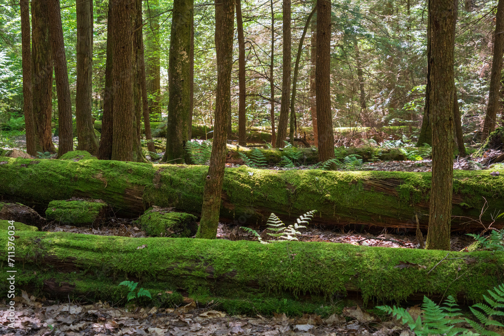 Obraz premium Forest Floor at Allegheny National Forest in Pennsylvania