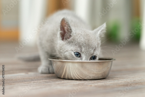 Kleines Kätzchen frisst Futter aus dem Futternapf in der Wohnung  photo
