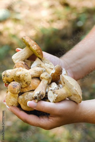 A lot of mustard mushrooms lying in your hands , close-up. inedible false white mushroom