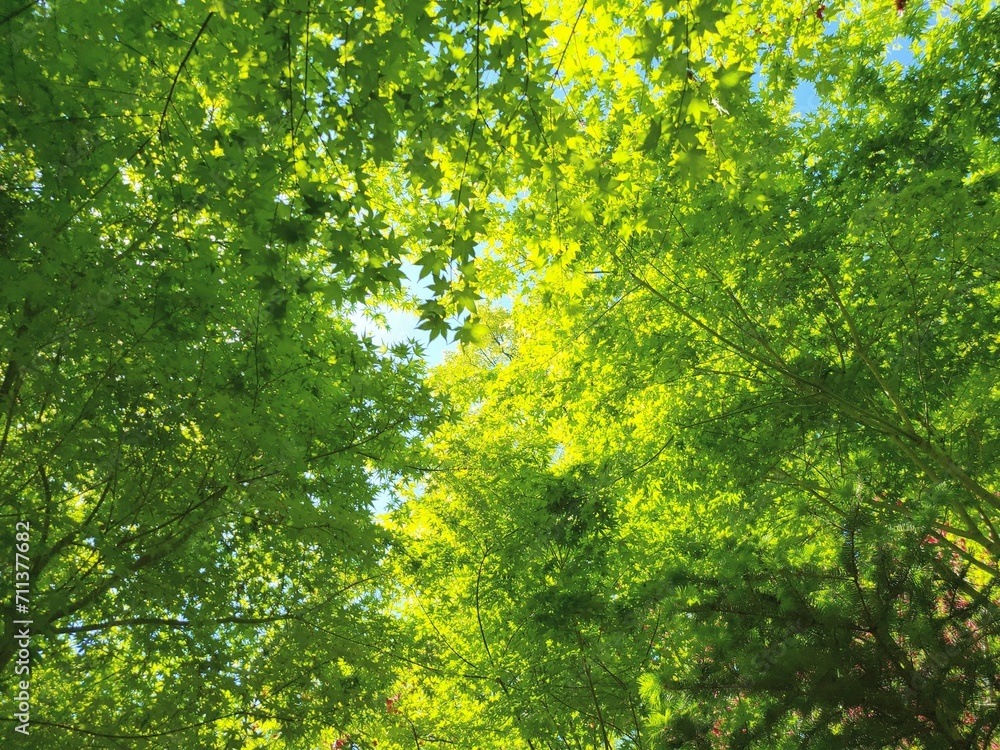 ARBORETUM ARBORETUM