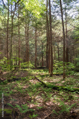 Canopy in the Woods of Allegheny National Forest