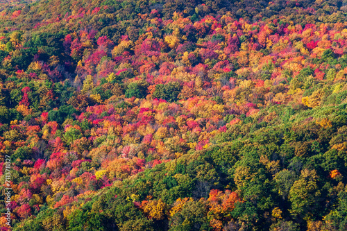 The Beautiful Autumn Leaves at Allegheny National Forest