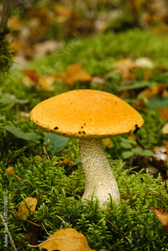 A large aspen mushroom with an orange cap grows in the autumn forest. Mushrooms in the forest. Mushroom picking