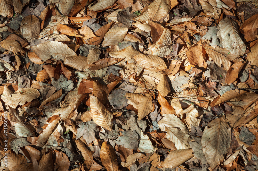 Texture of Autumn Leaves at Allegheny National Forest Texture of Autumn Leaves at Allegheny National Forest