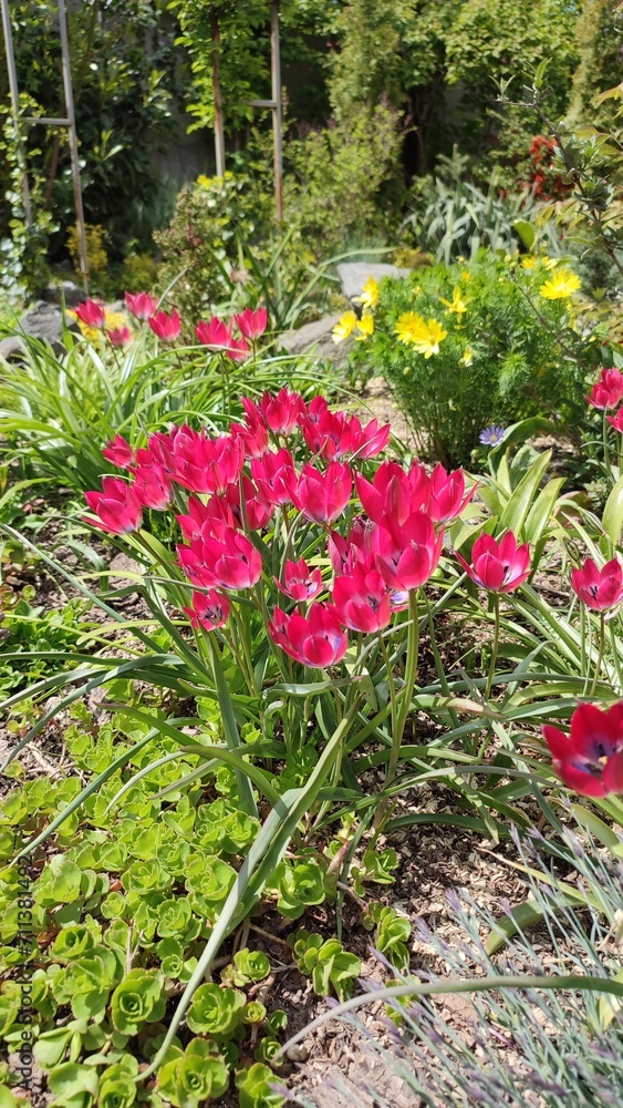 red flowers in the garden red flowers in the garden