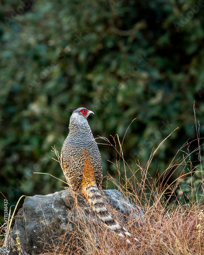 cheer pheasant or Catreus wallichii or Wallichs pheasant portrait during winter migration perched on big rock in natural scenic green background in foothills of himalaya forest uttarakhand india asia photo