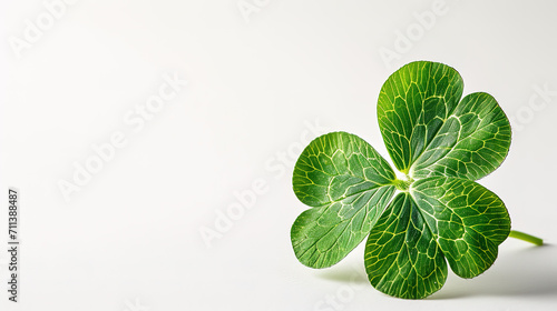 Happy St.Patriks day  Clover on white background.  