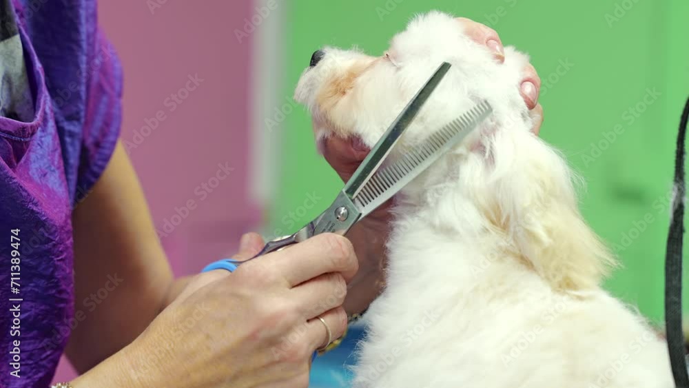 Pet care. Furry puppy receiving a stylish haircut at the pet spa grooming salon. Closeup cropped shot of unrecognizable female groomer shears a white dog with a scissors for cutting dogs Pet care. Furry puppy receiving a stylish haircut at the pet spa grooming salon. Closeup cropped shot of unrecognizable female groomer shears a white dog with a scissors for cutting dogs