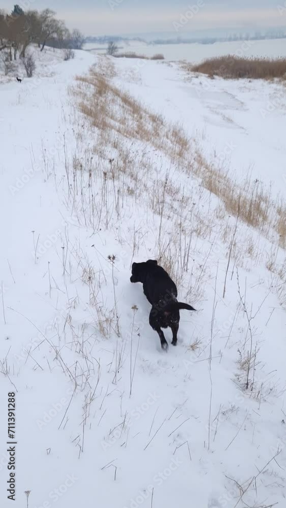 Winter scene with an active man walking in the snow with his faithful dog friend Winter scene with an active man walking in the snow with his faithful dog friend
