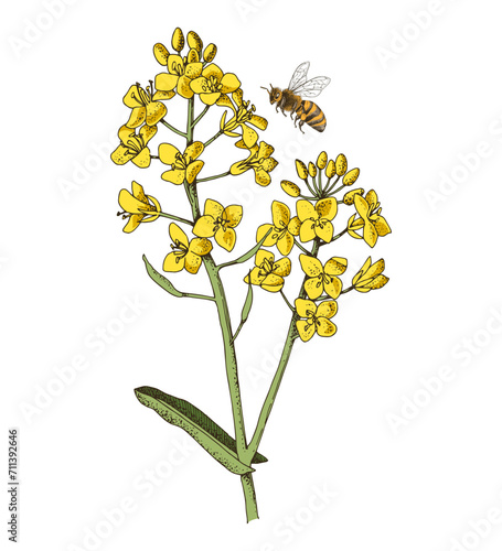 Rapeseed blooming branch with flying bee