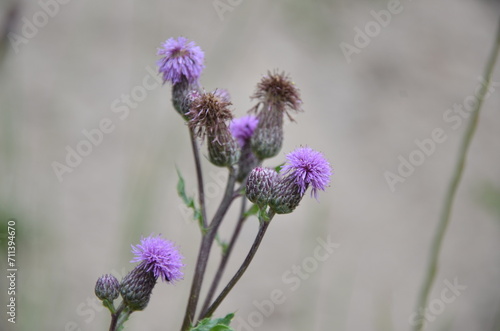 Distel