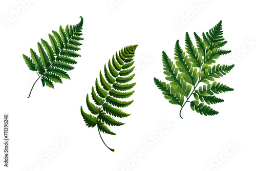 different types of fern leaves isolated on white