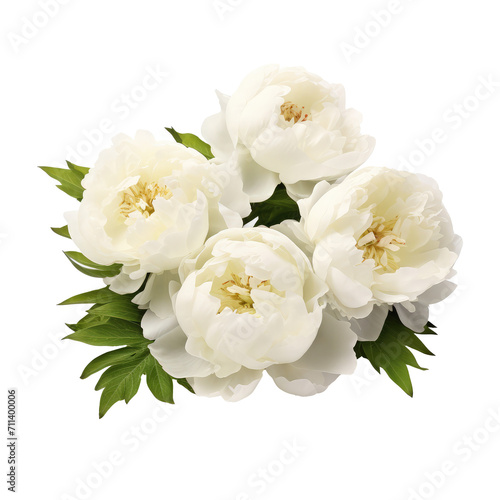 Fototapeta Naklejka Na Ścianę i Meble -  Beautiful peony flower isolated on white.