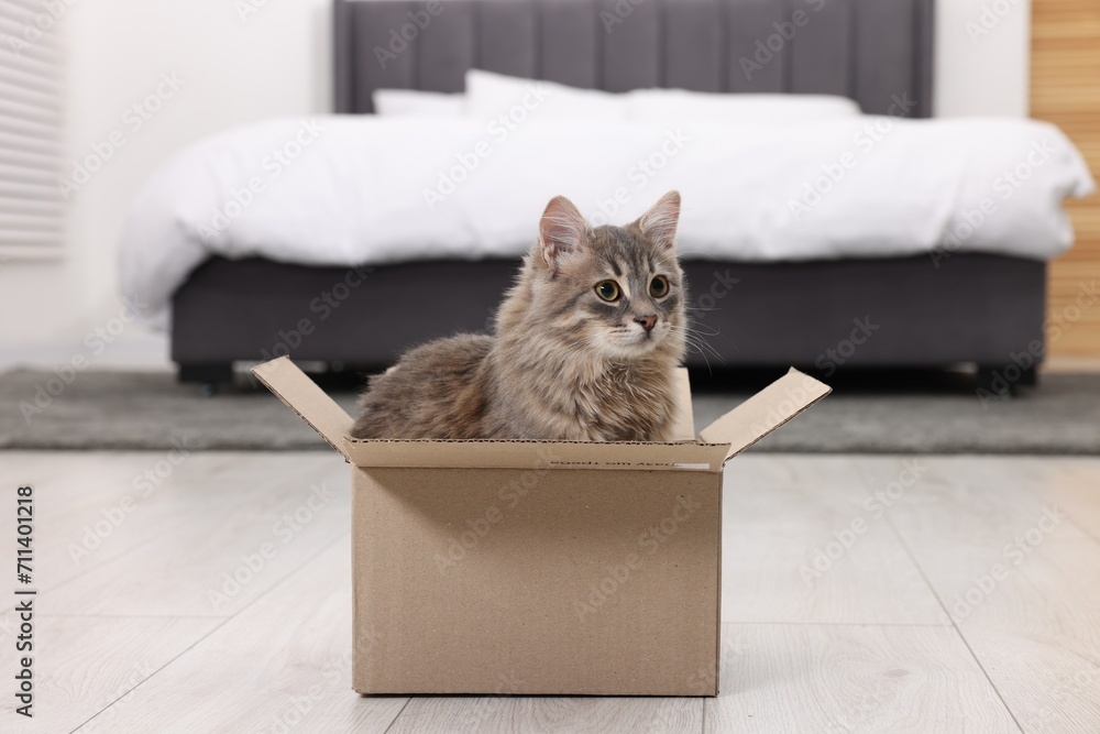 Cute fluffy cat in cardboard box on floor at home