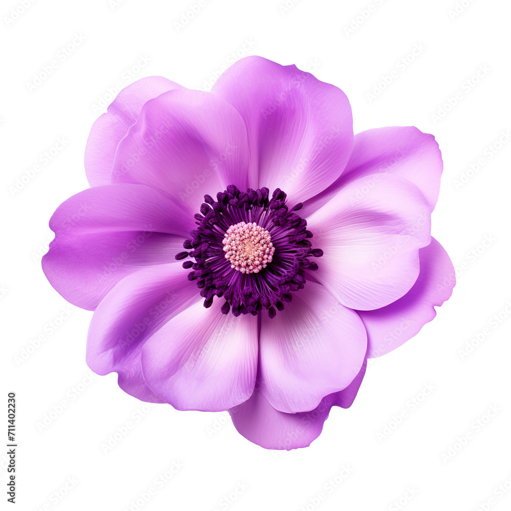 Purple anemone flower on transparent background. Summer spring flower Purple anemone flower on transparent background. Summer spring flower